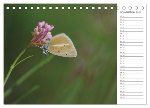 Produktbild: Dans le jardin des papillons (Calendrier de bureau 2026 DIN A5 vertical), CALVENDO calendrier mensuel
