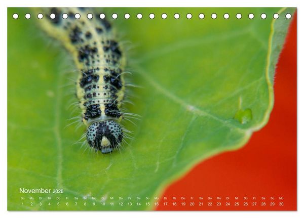Produktbild: Eine Safari im Garten (Tischkalender 2026 DIN A5 quer), CALVENDO Monatskalender