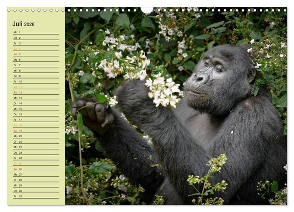 Produktbild: Ugandas wilde Menschenaffen (Wandkalender 2026 DIN A3 quer), CALVENDO Monatskalender