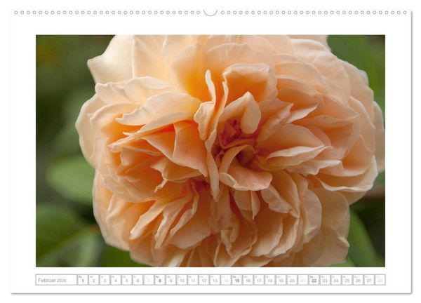 Produktbild: Rosen Schleswig-Holsteins (Wandkalender 2026 DIN A2 quer), CALVENDO Monatskalender