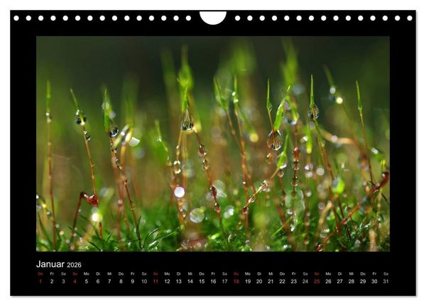 Produktbild: Meine kleine gr&uuml;ne Wassertropfen Welt (Wandkalender 2026 DIN A4 quer), CALVENDO Monatskalender