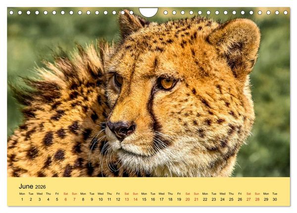 Produktbild: Just Big Cats (Wall Calendar 2026 DIN A4 landscape), CALVENDO 12 Month Wall Calendar