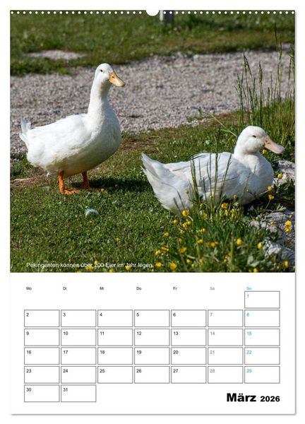 Produktbild: Liebenswerte Landtiere (Wandkalender 2026 DIN A2 hoch), CALVENDO Monatskalender