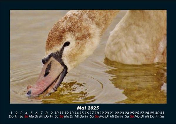 Produktbild: Welt der V&ouml;gel 2025 Fotokalender DIN A5