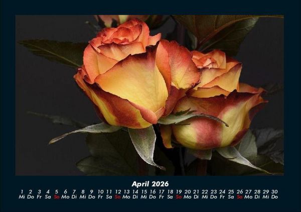 Produktbild: Blumentr&auml;ume 2026 Fotokalender DIN A4