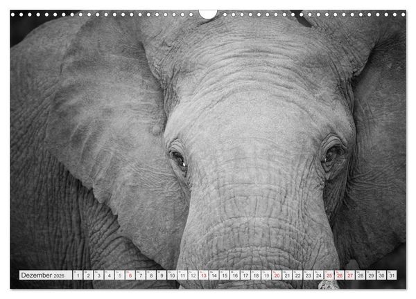Produktbild: Emotionale Momente: Elefanten in black & white (Wandkalender 2026 DIN A3 quer), CALVENDO Monatskalender