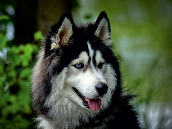 Produktbild: CALVENDO Puzzle Husky | 1000 Teile Lege-Gr&ouml;&szlig;e 64x48cm Foto-Puzzle f&uuml;r gl&uuml;ckliche Stunden