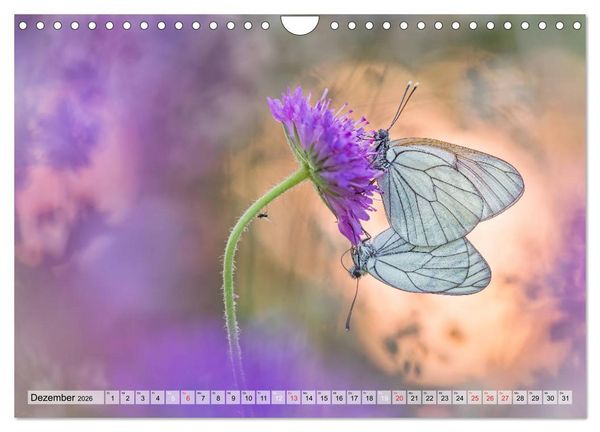 Produktbild: Magie der Schmetterlinge (Wandkalender 2026 DIN A4 quer), CALVENDO Monatskalender