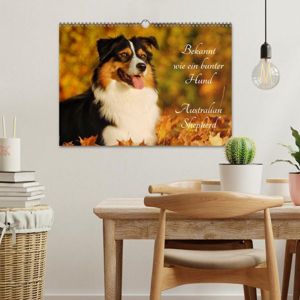 Produktbild: Bekannt wie ein bunter Hund. Australian Shepherd (Wandkalender 2026 DIN A3 quer), CALVENDO Monatskalender