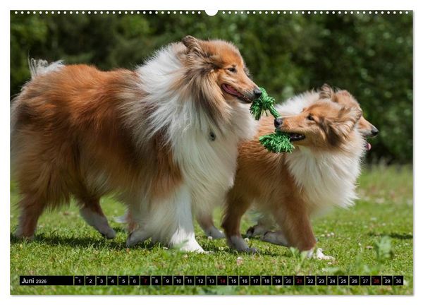 Produktbild: Collie - Mein bester Freund (Wandkalender 2026 DIN A2 quer), CALVENDO Monatskalender