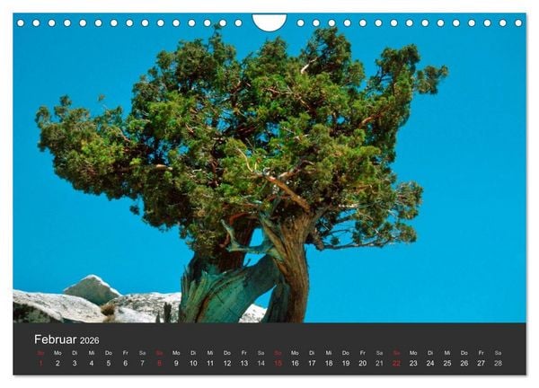 Produktbild: Alte B&auml;ume Alte Veteranen (Wandkalender 2026 DIN A4 quer), CALVENDO Monatskalender