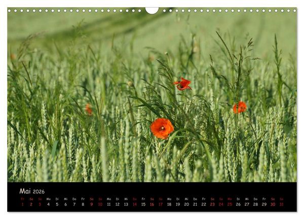 Produktbild: Just Mohn (Wandkalender 2026 DIN A3 quer), CALVENDO Monatskalender
