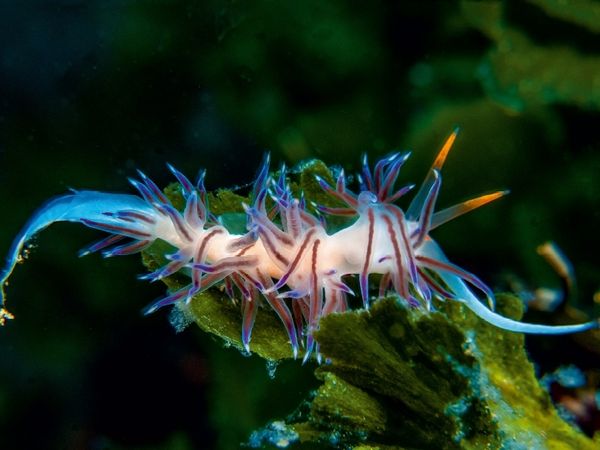 Produktbild: CALVENDO Puzzle Nacktschnecke im Mittelmeer | 1000 Teile Lege-Gr&ouml;&szlig;e 64x48cm Foto-Puzzle f&uuml;r gl&uuml;ckliche Stunden