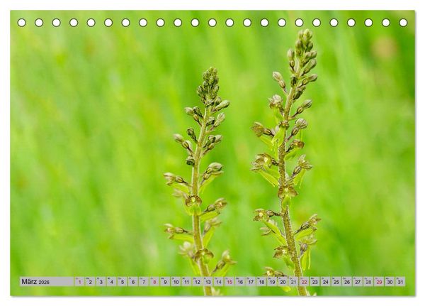 Produktbild: Orchideenwiese 2026 (Tischkalender 2026 DIN A5 quer), CALVENDO Monatskalender