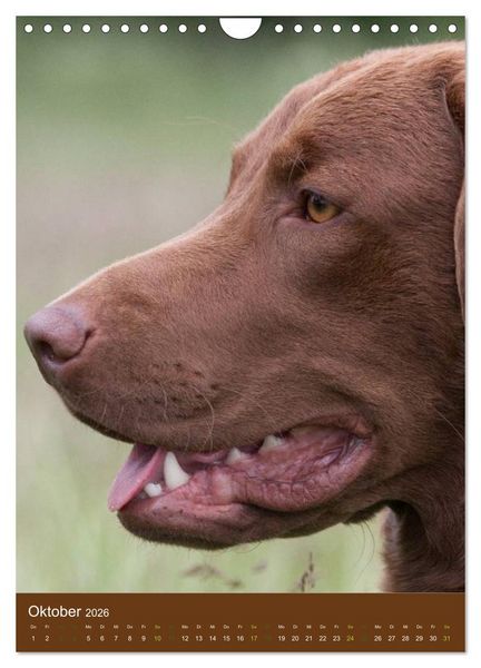Produktbild: Chesapeake Bay Retriever 2026 (Wandkalender 2026 DIN A4 hoch), CALVENDO Monatskalender