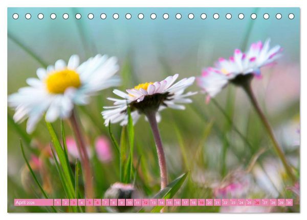 Produktbild: G&auml;nsebl&uuml;mchen Poesie (Tischkalender 2026 DIN A5 quer), CALVENDO Monatskalender