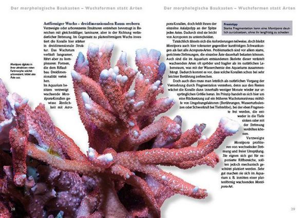 Produktbild: Montipora-Steinkorallen im Meerwasseraquarium