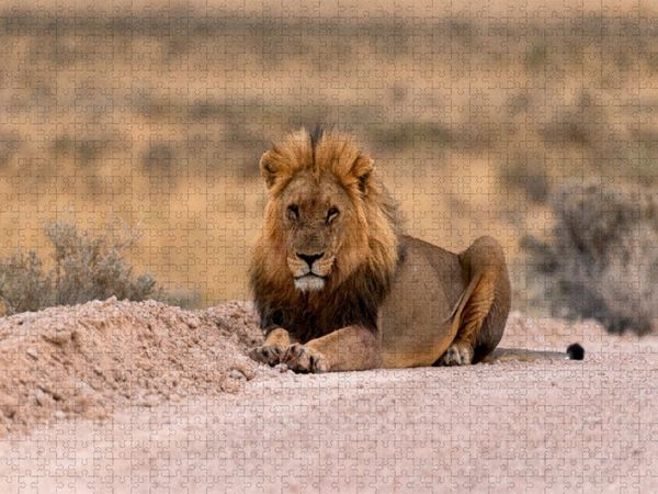 Produktbild: CALVENDO Puzzle Majest&auml;tische L&ouml;we | 1000 Teile Lege-Gr&ouml;&szlig;e 64x48cm Foto-Puzzle f&uuml;r gl&uuml;ckliche Stunden