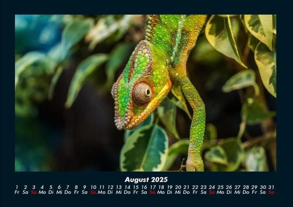 Produktbild: Welt der Tiere 2025 Fotokalender DIN A4