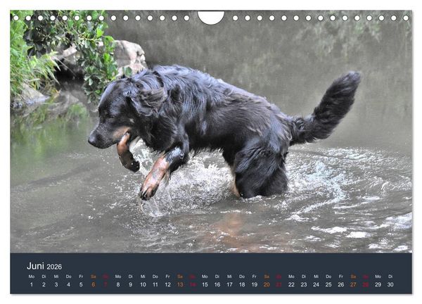 Produktbild: Ein Hovawart, ein Wachhund (Wandkalender 2026 DIN A4 quer), CALVENDO Monatskalender