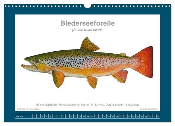 Produktbild: Fisch als Kunst 2027: Seeforellen (Wandkalender 2027 DIN A3 quer), CALVENDO Monatskalender