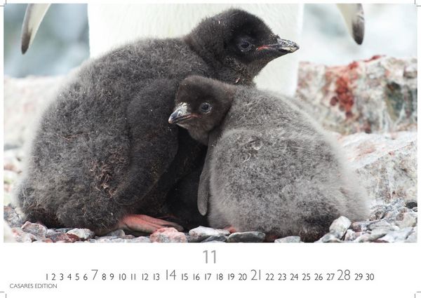 Produktbild: Pinguine Kalender 2027 &ndash; Wandkalender | Fotokalender Tierkalender 24x35cm | . mit niedlichen Pinguin-Motiven im antarktischen Lebensraum.