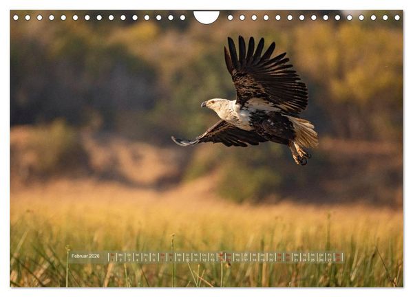 Produktbild: Sambias gro&szlig;artige Tierwelt (Wandkalender 2026 DIN A4 quer), CALVENDO Monatskalender
