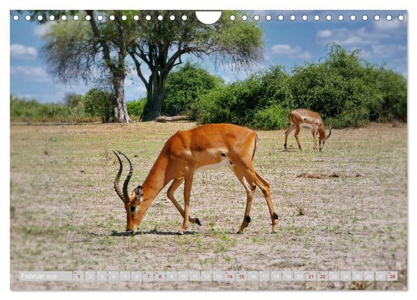 Produktbild: Namibia &ndash; Die Tierwelt vom Caprivi bis Etosha (Wandkalender 2026 DIN A4 quer), CALVENDO Monatskalender