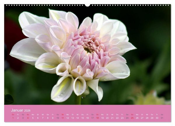 Produktbild: Dahlien (Wandkalender 2026 DIN A2 quer), CALVENDO Monatskalender