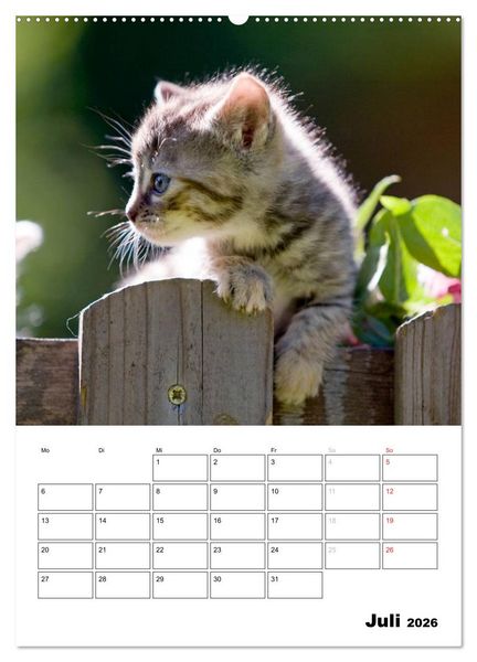 Produktbild: Katzenkinder - Impressionen (Wandkalender 2026 DIN A2 hoch), CALVENDO Monatskalender