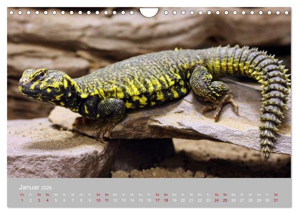 Produktbild: Terrarientiere (Wandkalender 2026 DIN A4 quer), CALVENDO Monatskalender