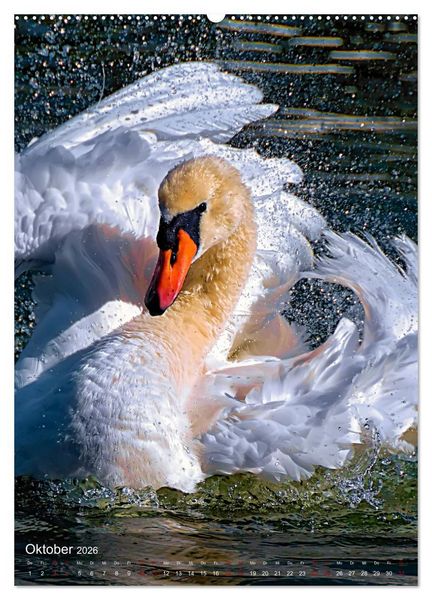 Produktbild: Der Schwan (hochwertiger Premium Wandkalender 2026 DIN A2 hoch), Kunstdruck in Hochglanz