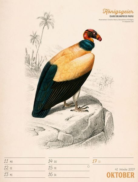 Produktbild: Wunderbare Vogelwelt Wochenplaner Kalender 2027