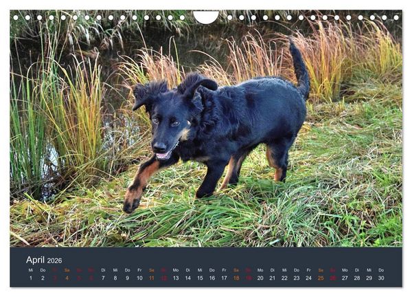 Produktbild: Ein Hovawart, ein Wachhund (Wandkalender 2026 DIN A4 quer), CALVENDO Monatskalender