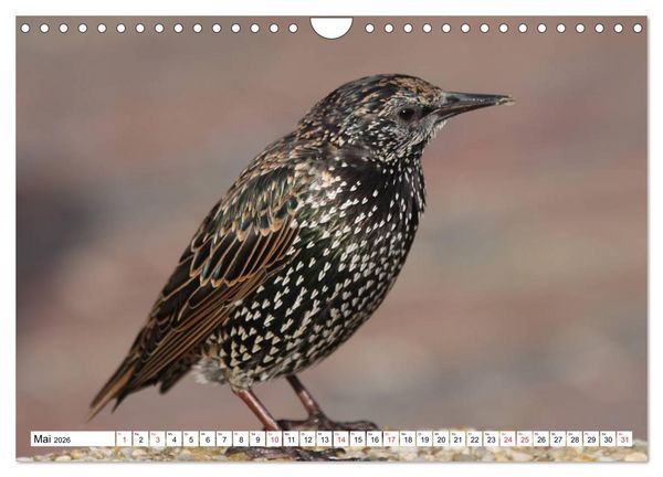 Produktbild: Heimische Tiere (Wandkalender 2026 DIN A4 quer), CALVENDO Monatskalender