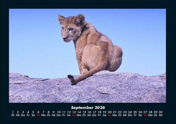 Produktbild: L&ouml;wen in der Wildnis 2026 Fotokalender DIN A4