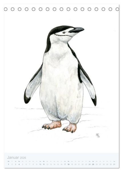 Produktbild: Pinguine - 13 Illustrationen (Tischkalender 2026 DIN A5 hoch), CALVENDO Monatskalender
