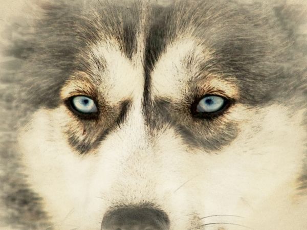 Produktbild: CALVENDO Puzzle Schlittenhunde | 1000 Teile Lege-Gr&ouml;&szlig;e 64x48cm Foto-Puzzle f&uuml;r gl&uuml;ckliche Stunden