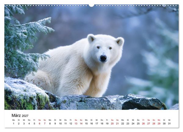 Produktbild: K&ouml;nige des Nordens - Begegnungen mit Eisb&auml;ren (Wandkalender 2027 DIN A2 quer), CALVENDO Monatskalender