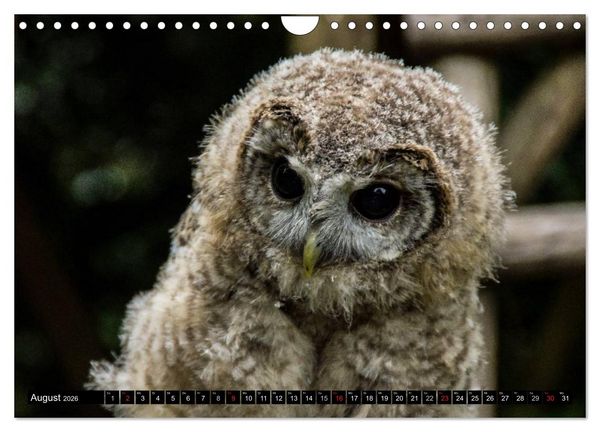 Produktbild: Eulen. Mystische Sch&ouml;nheiten (Wandkalender 2026 DIN A4 quer), CALVENDO Monatskalender