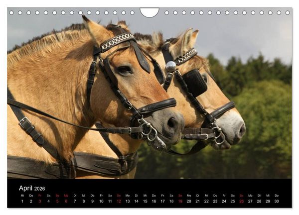 Produktbild: Starke Pferde bei der Arbeit (Wandkalender 2026 DIN A4 quer), CALVENDO Monatskalender