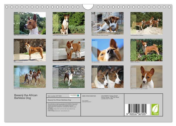 Produktbild: Basenji the African Barkless Dog (Wall Calendar 2026 DIN A4 landscape), CALVENDO 12 Month Wall Calendar