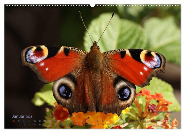 Produktbild: Gro&szlig;e und kleine Schmetterlinge (Wandkalender 2026 DIN A2 quer), CALVENDO Monatskalender