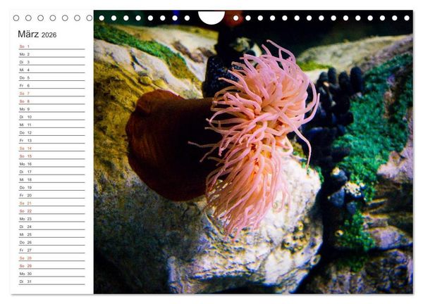 Produktbild: Die Farben der Ozeanwelt (Wandkalender 2026 DIN A4 quer), CALVENDO Monatskalender