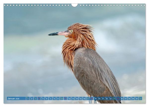 Produktbild: R&ouml;telreiher und Schmuckreiher (Wandkalender 2026 DIN A3 quer), CALVENDO Monatskalender