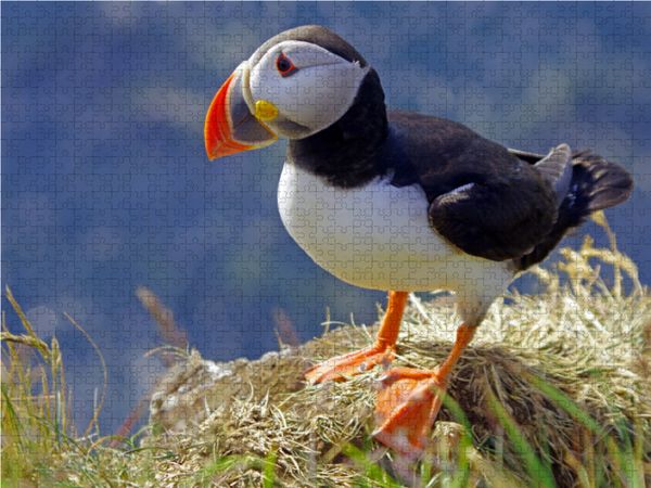 Produktbild: CALVENDO Puzzle Papageitaucher sind entlang der K&uuml;sten Norwegens und Islands heimisch | 1000 Teile Lege-Gr&ouml;&szlig;e 64x48cm Foto-Puzzle f&uuml;r gl&uuml;ckliche Stund