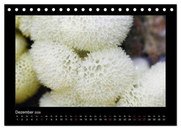 Produktbild: Pilze (Tischkalender 2026 DIN A5 quer), CALVENDO Monatskalender