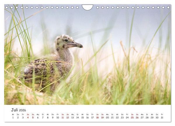 Produktbild: Sehnsuchtinsel Langeoog (Wandkalender 2026 DIN A4 quer), CALVENDO Monatskalender