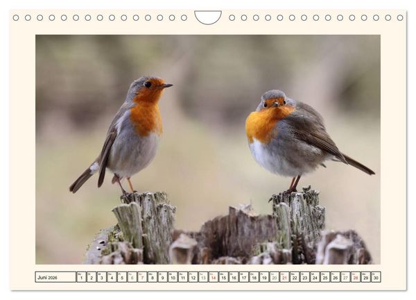 Produktbild: Gefiederte Sch&ouml;nheiten - Das Rotkehlchen (Wandkalender 2026 DIN A4 quer), CALVENDO Monatskalender