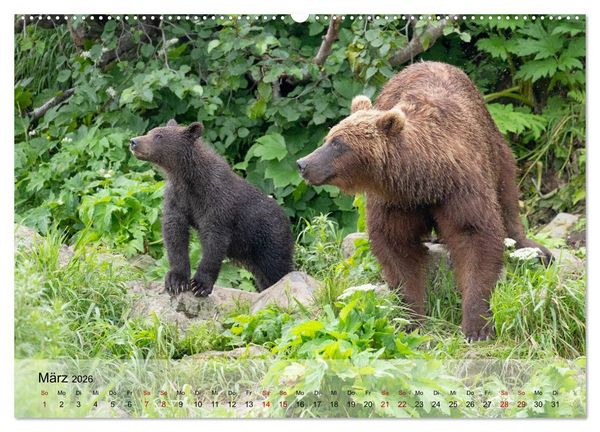 Produktbild: Aug in Aug mit den Braunb&auml;ren in Kamtschatka (Wandkalender 2026 DIN A2 quer), CALVENDO Monatskalender